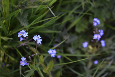 Forget-me-nots growing in long grass